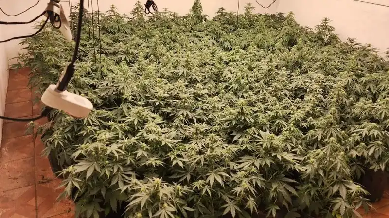 Polícia apreende cerca de 500 pés de maconha em Jacareí