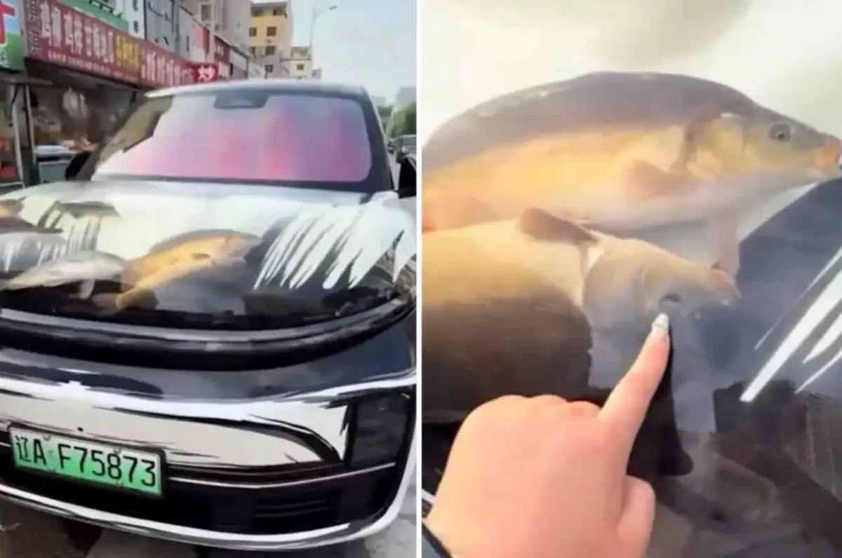 Homem transforma capô de carro em aquário com peixes vivos na China