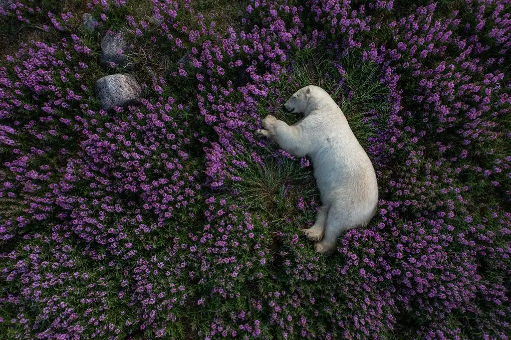 Fotógrafo captura urso polar descansando em campo de lavanda