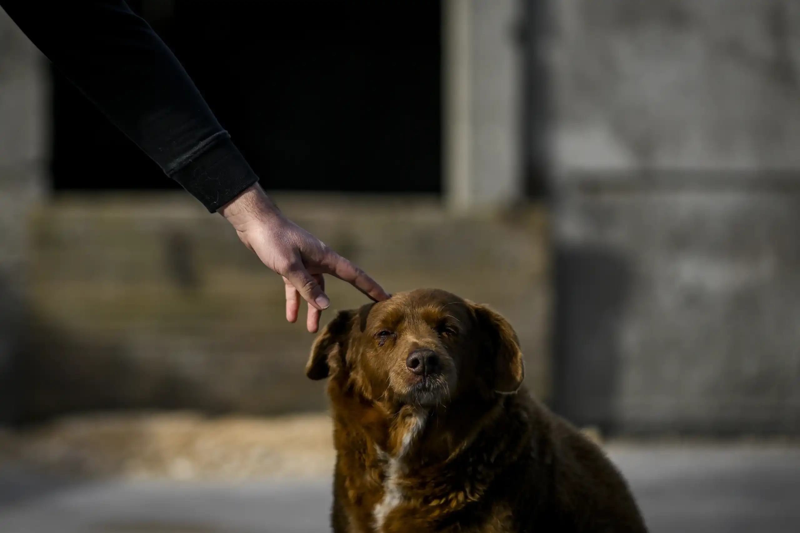 Bobi, o cachorro mais velho do mundo completa 31 anos