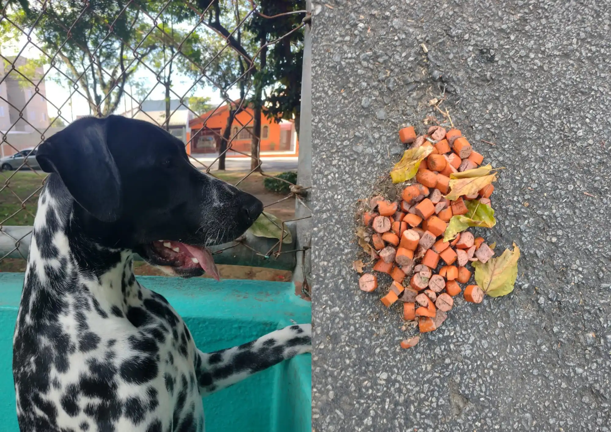 Onda de envenenamento de cães assusta moradores na zona sul de São José dos Campos
