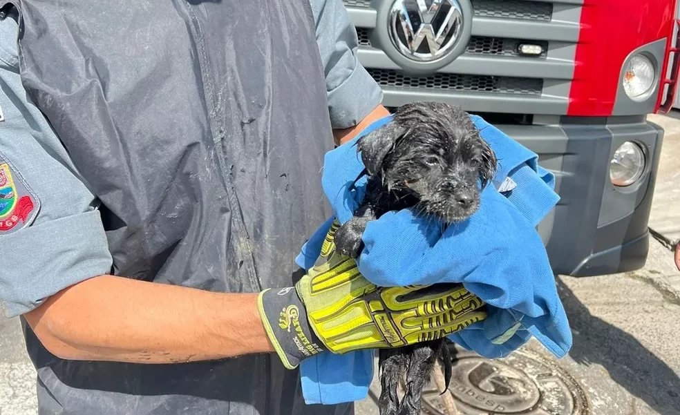 Cachorro é resgatado após cair em bueiro em São José dos Campos