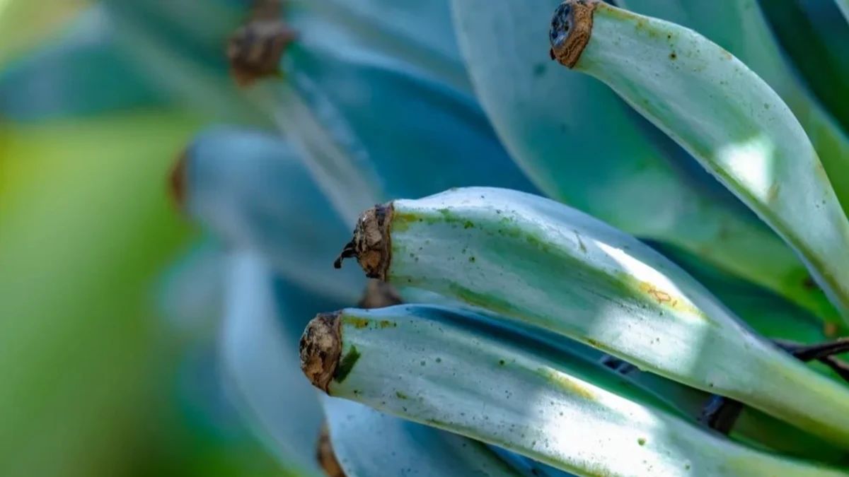 Banana de casca azul existe e muda de cor quando amadurece; conheça a ...