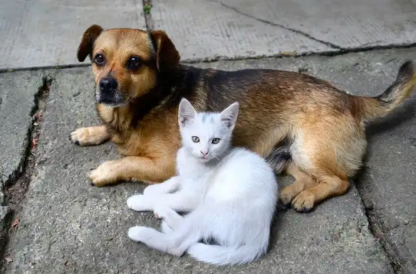 São José terá a primeira feira de adoção de pets do ano neste sábado (25)