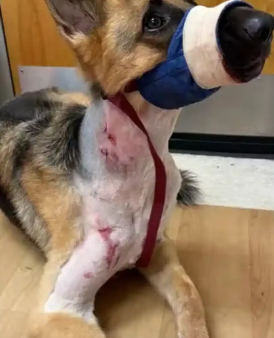 Cachorro é arrastado por jacaré até lago e sobrevive ao “giro da morte”