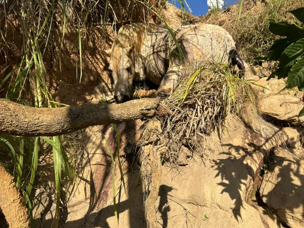 Laudo oficial confirma: cavalo mutilado em Bananal estava vivo durante agressão
