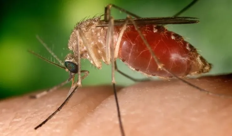 Febre Oropouche: confira 10 dúvidas frequentes sobre a doença que vem crescendo no Brasil