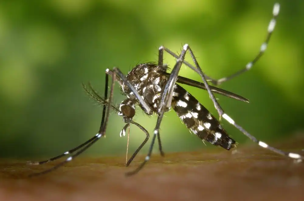 Mulher de 29 anos é a 1ª morte de dengue na cidade