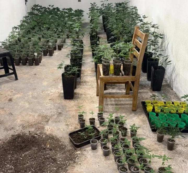 Polícia apreende mais de 320 pés de maconha e prende dois homens em Paraibuna