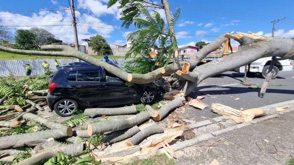 Árvore cai e destrói carro em avenida da Zona Sul de São José dos Campos