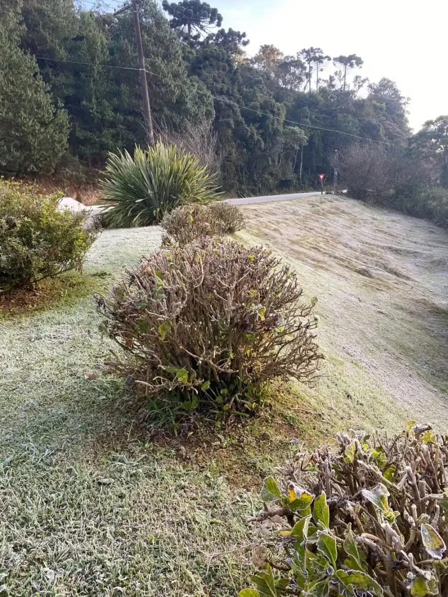 Campos do Jordão registra 1,2°C e bate novo recorde de frio neste sábado (14)