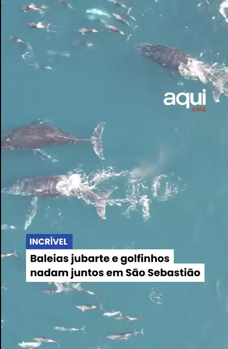 Baleias jubarte e golfinhos nadam juntos em São Sebastião