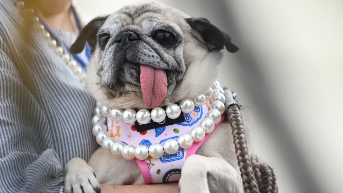 Pug de 6 anos vence concurso de cachorro mais feio do mundo