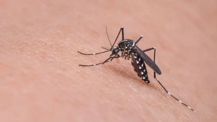 Dengue entra em fase mais crítica nesta semana