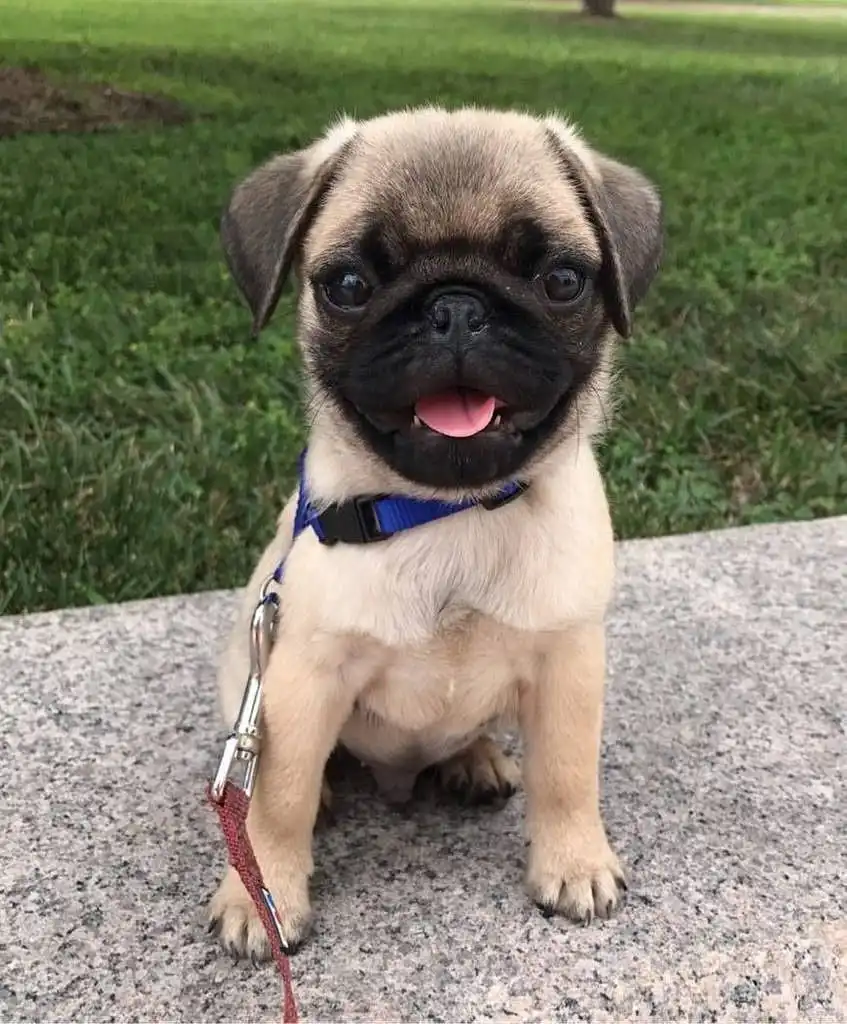 “Encãotro de Pugs” acontecerá na Zona Oeste de São José  