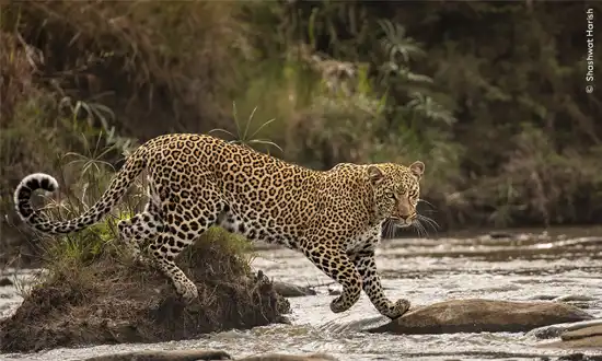 Exposição Wildlife Photographer of the Year – Fotógrafo de Vida Selvagem do Ano, promovida pelo Museu de História Natural de Londres, em SP a partir de 28/05