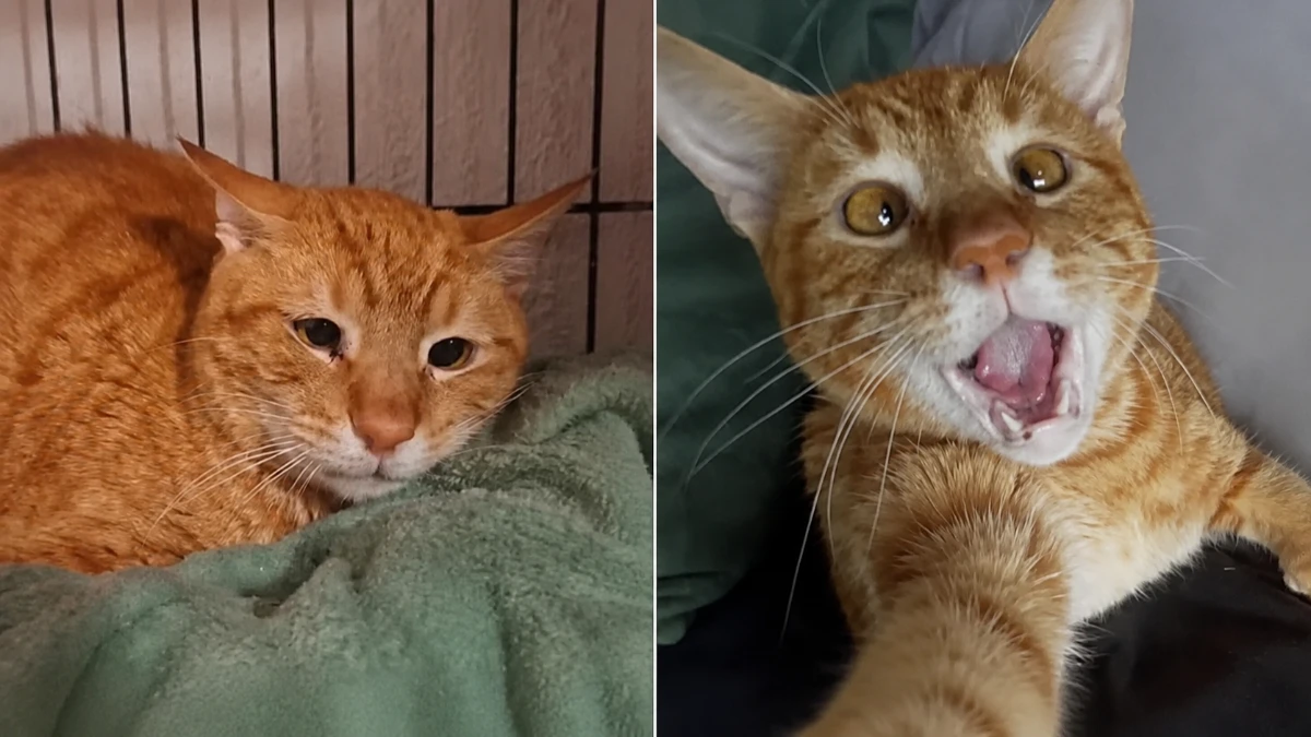 Gato devolvido por ser “dependente demais” deixa olhar triste para trás após nova adoção