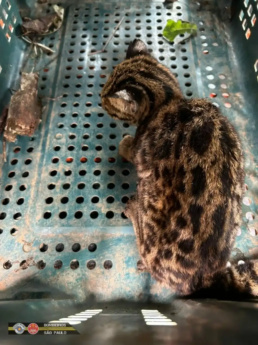 Filhote de jaguatirica ferido é resgatado em São Luiz do Paraitinga
