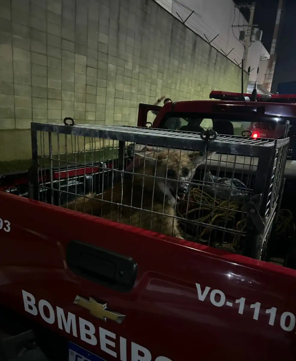 Bombeiros resgatam lobo-guará no aeroporto de São José dos Campos