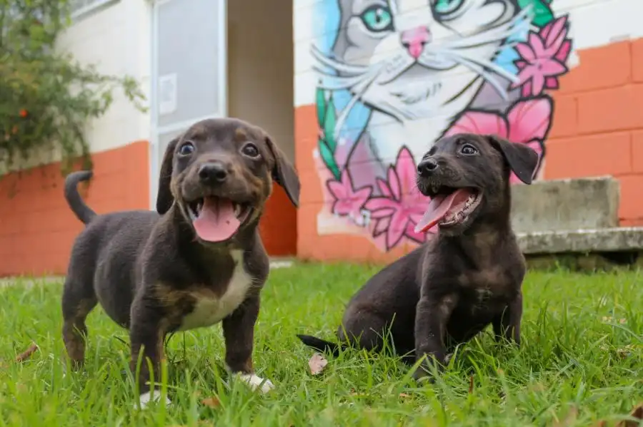 Fundo Social de Taubaté promove bazar beneficente em prol dos animais do CCZ
