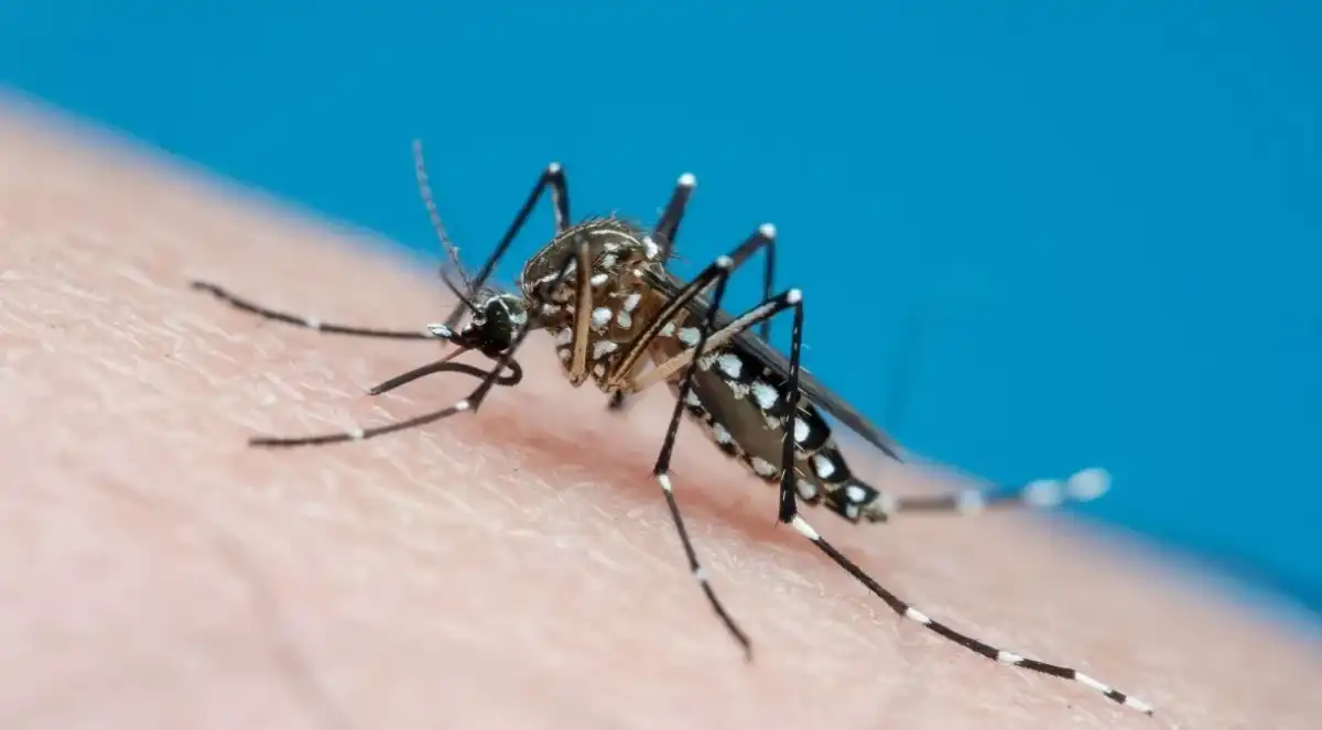 Com quase 100 mortes por Dengue, São José tem 73,8 mil casos confirmados em 6 meses