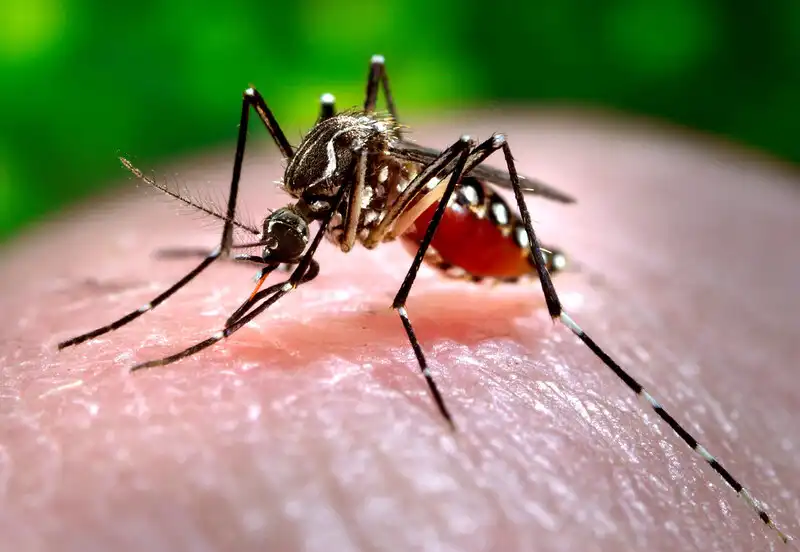 São José confirma primeira morte por dengue em 2025