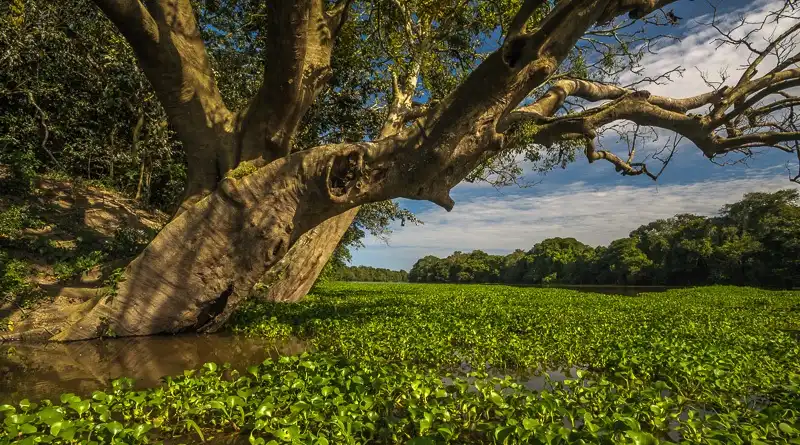 Caixa, Bid, BB e BNDES planejan ETF Amazônia para todos