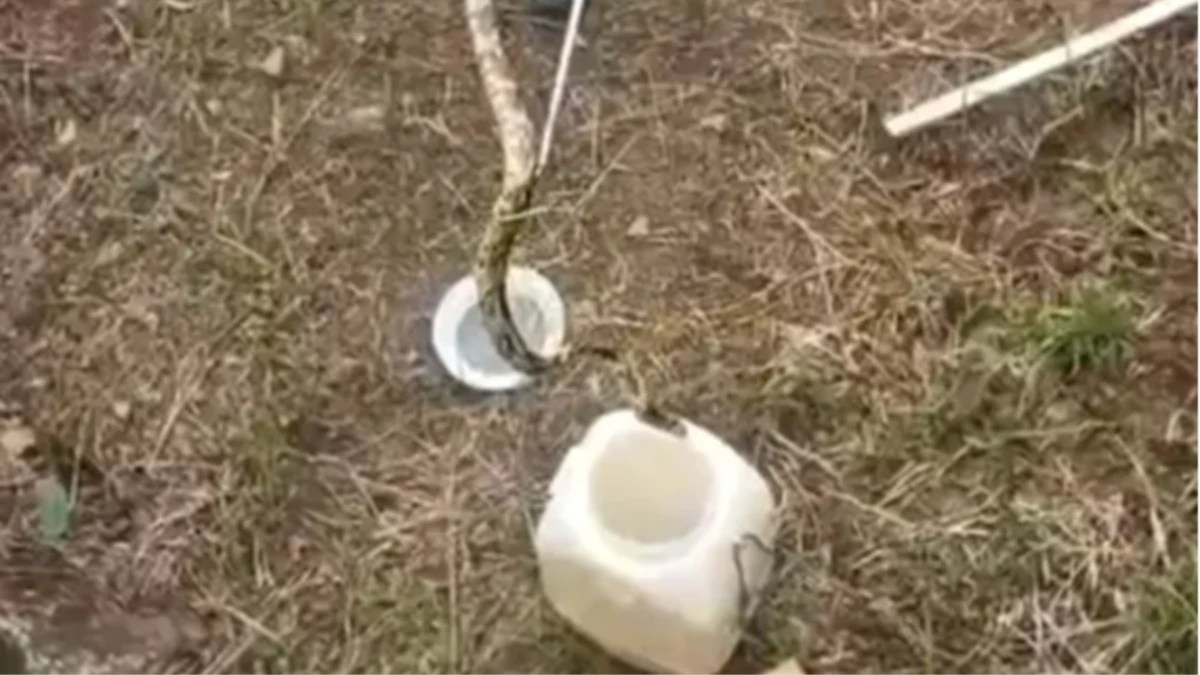 Bombeiros capturam serpente e teiú em dois locais de Ilhabela