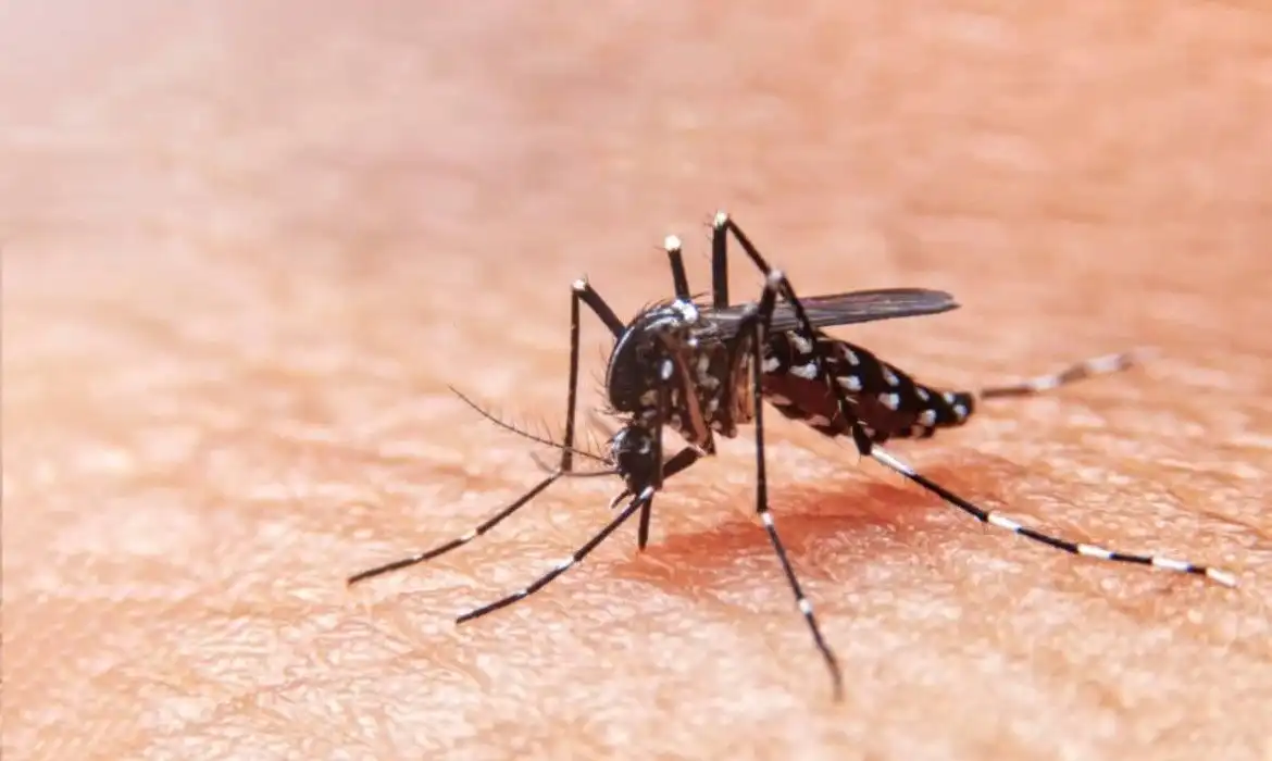 São Sebastião confirma primeira morte por dengue; vítima é mulher  