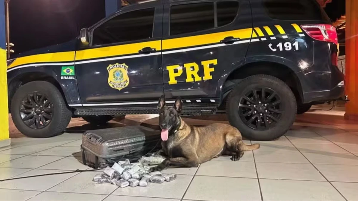 Cães farejadores encontram 4,1 kg de haxixe escondidos em mala na Dutra