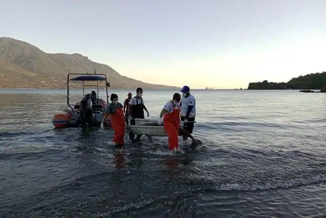 Ilhabela: Golfinho-boto-cinza encalha entre as praias de Santa Tereza e Barreiros