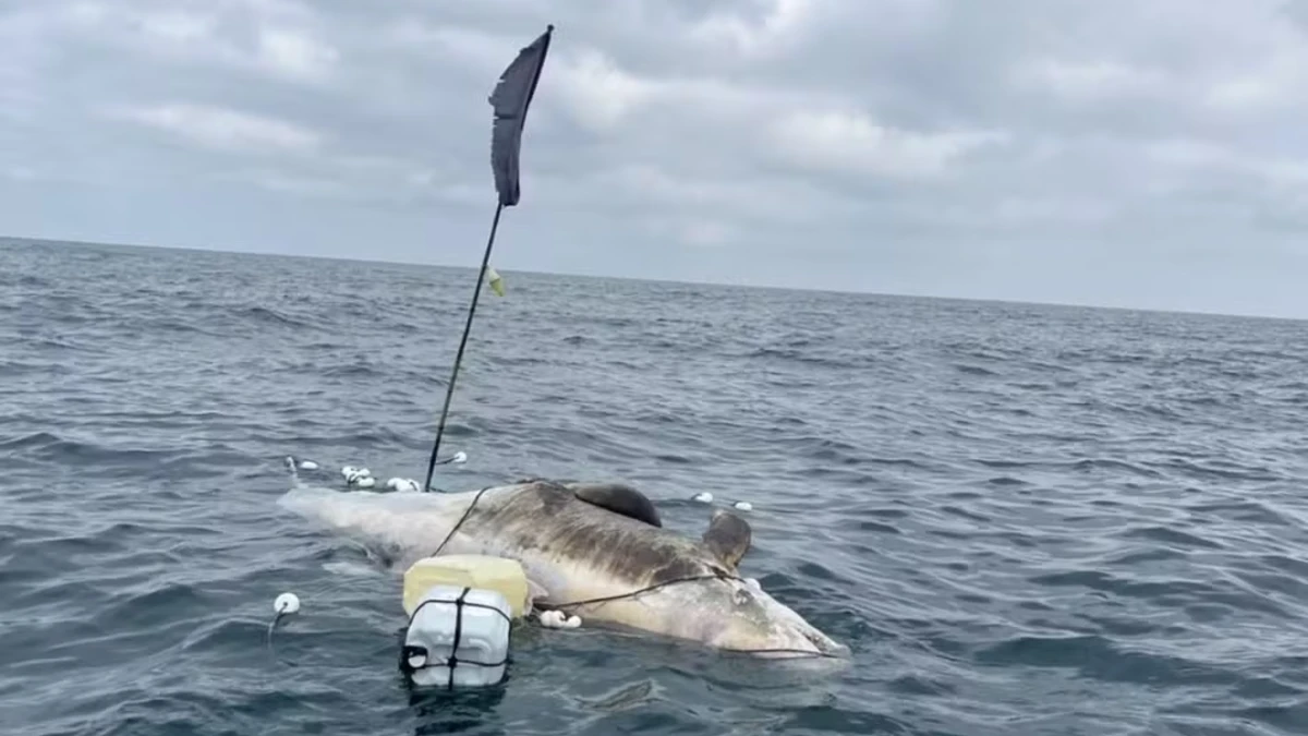 Golfinho é encontrado morto com equipamento de pesca preso ao corpo em Ilhabela