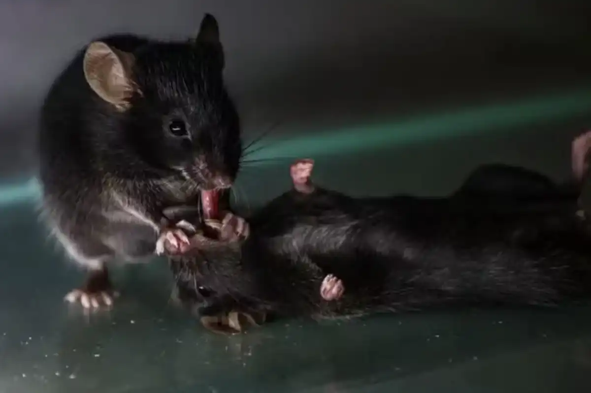 Camundongos são flagrados prestando primeiros socorros