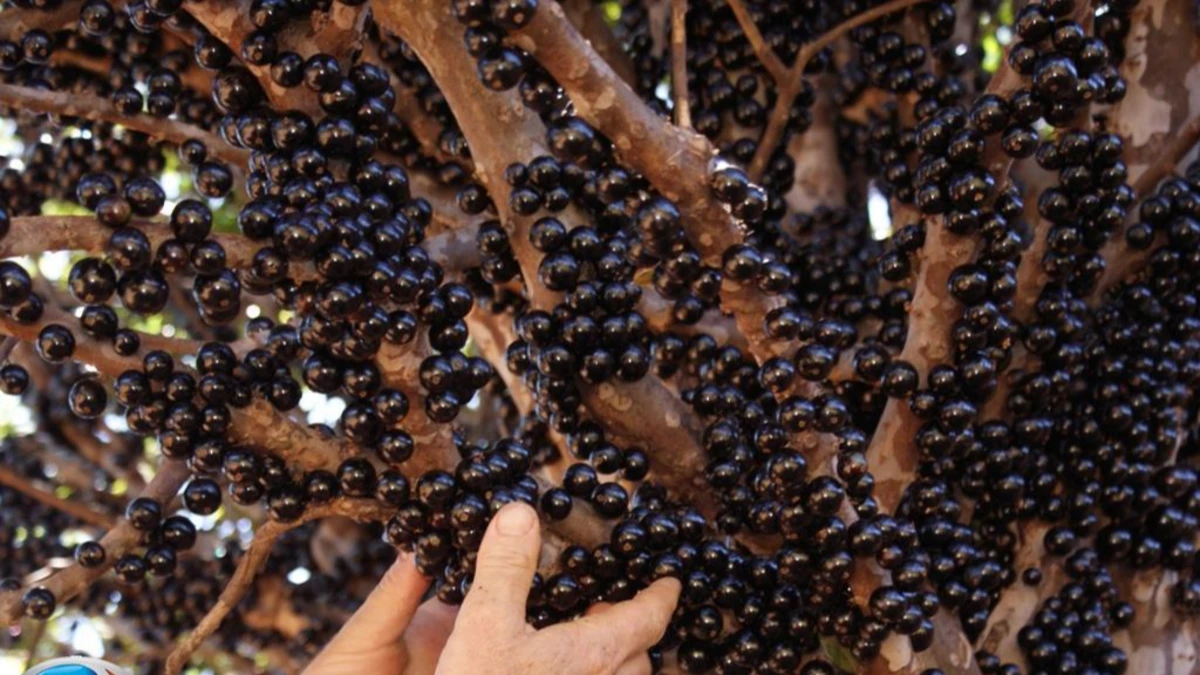 Sítio em Guararema terá rodízio de jabuticaba e café da manhã no pomar em outubro