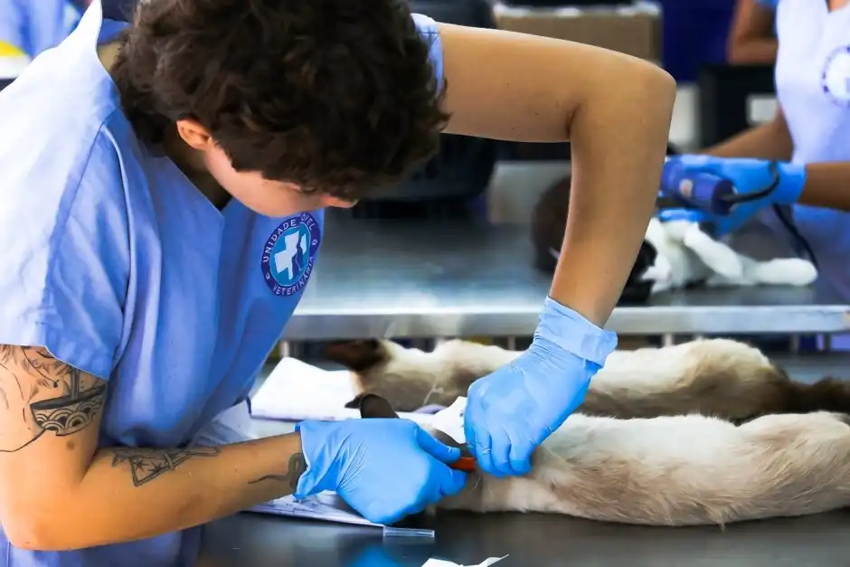 Prefeitura abre 1 mil vagas para castrações e microchipagens no projeto Meu Pet Feliz