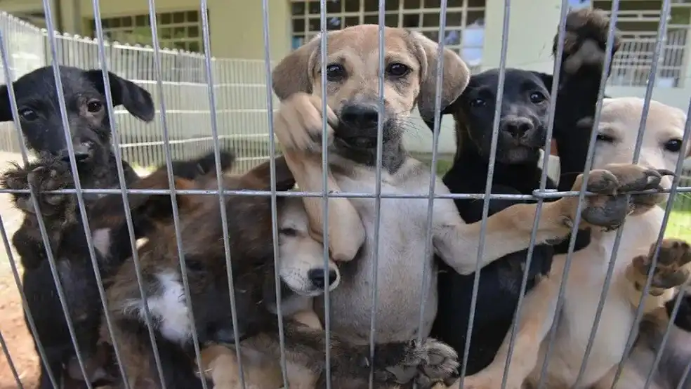CCZ de São José realiza feira de adoção de cães e gatos