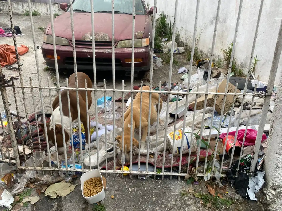 Moradora denuncia maus-tratos com cachorros e descaso de serviço público em São José