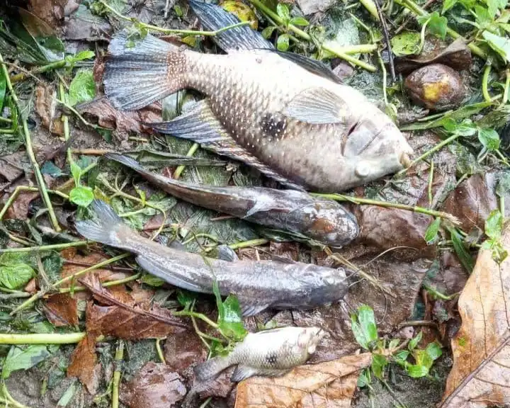 São Sebastião multa a Sabesp em R$ 100 mil por contaminar o Rio Maresias
