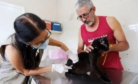 Vacinação antirrábica gratuita para cães e gatos neste final de semana em Jacareí