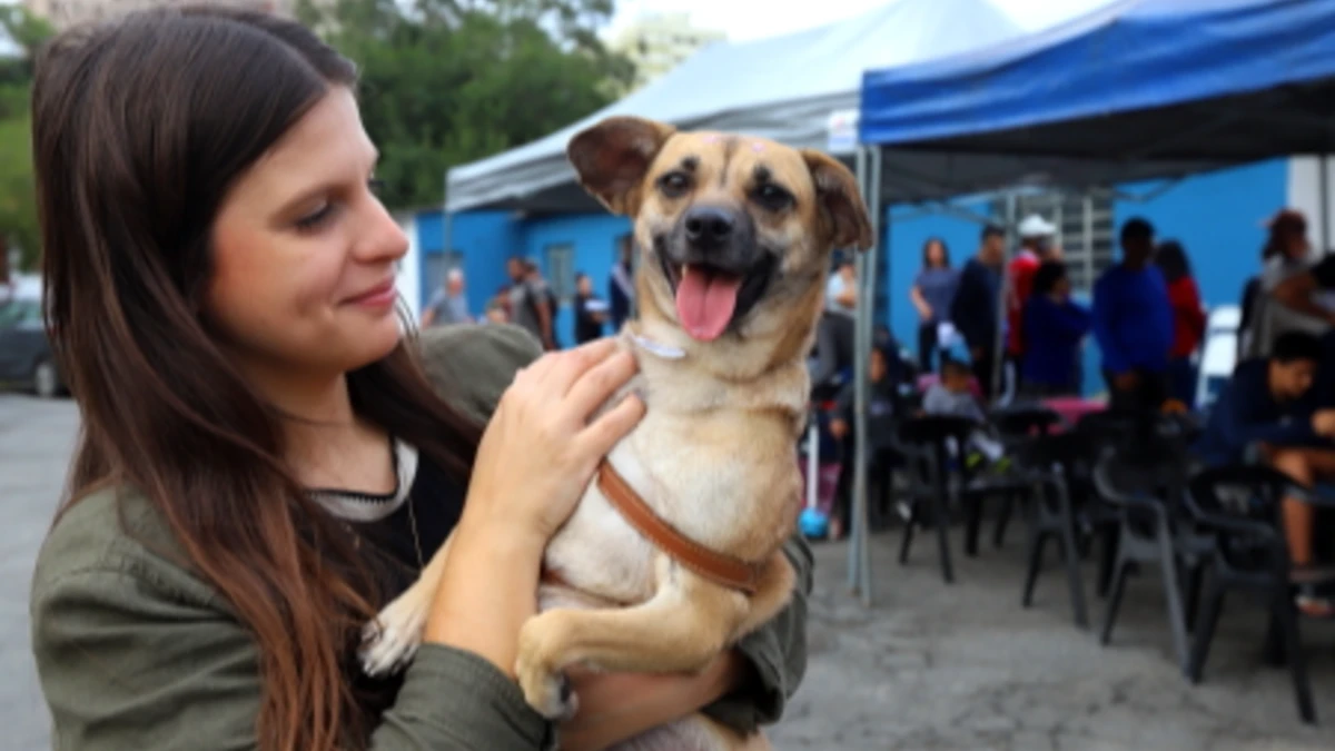 Jacareí oferece microchipagem gratuita para cães e gatos