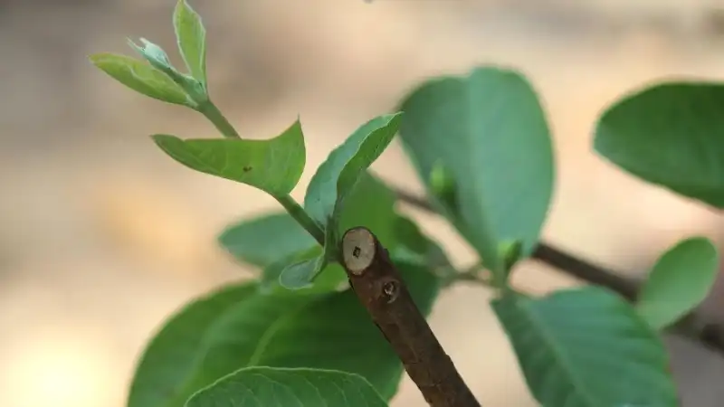 Composto extraído de plantas tem efeito anti-inflamatório contra doença periodontal