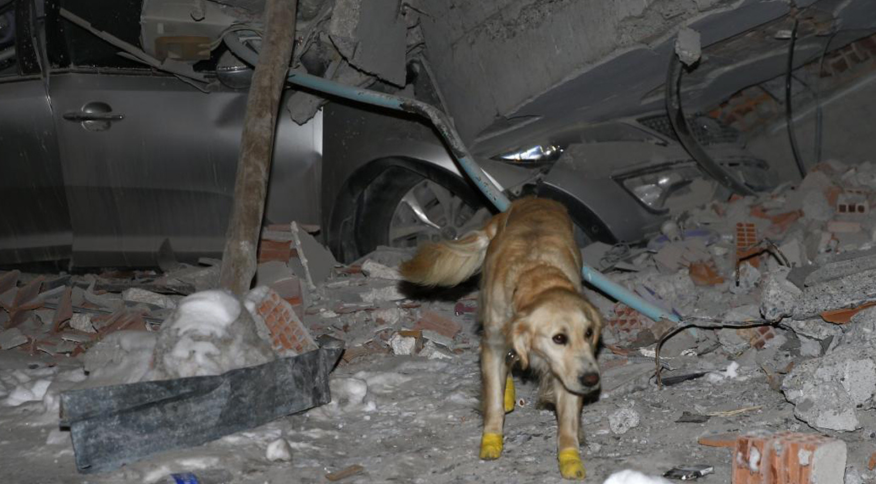 <strong>Mesmo com patas machucadas, cão resgata cinco sobreviventes do terremoto na Turquia</strong>