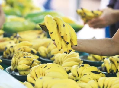 Estado de SP é responsável por 26% da banana produzida no Brasil