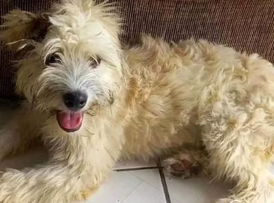 Moradora de Joinville (SC) compra sofá, encontra cachorra dentro e adota o animal