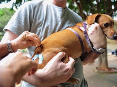 Prefeitura de Jacareí promove vacinação antirrábica para cães e gatos no sábado (11) e domingo (12)