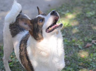 Feira de adoção de pets acontece neste sábado (25) em São José