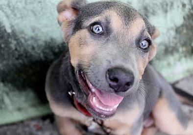 Feira de adoção de animais em Jacareí acontece neste sábado (25)