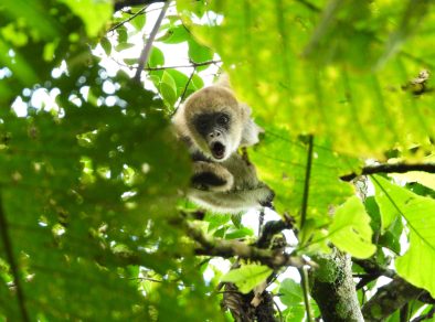 Suzano realiza novo registro de muriquis-do-sul em área florestal localizada no Estado de São Paulo