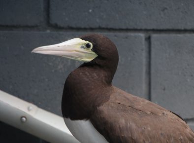 Instituto Argonauta registra 60 ocorrências envolvendo animais marinhos, aquáticos e silvestres no último mês