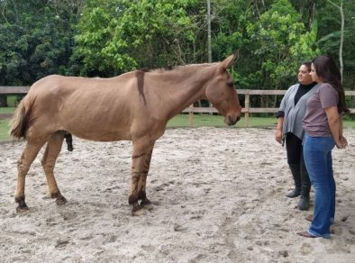 Constelação Familiar com Cavalos: Liderança Feminina é tema de Workshop gratuito em São José